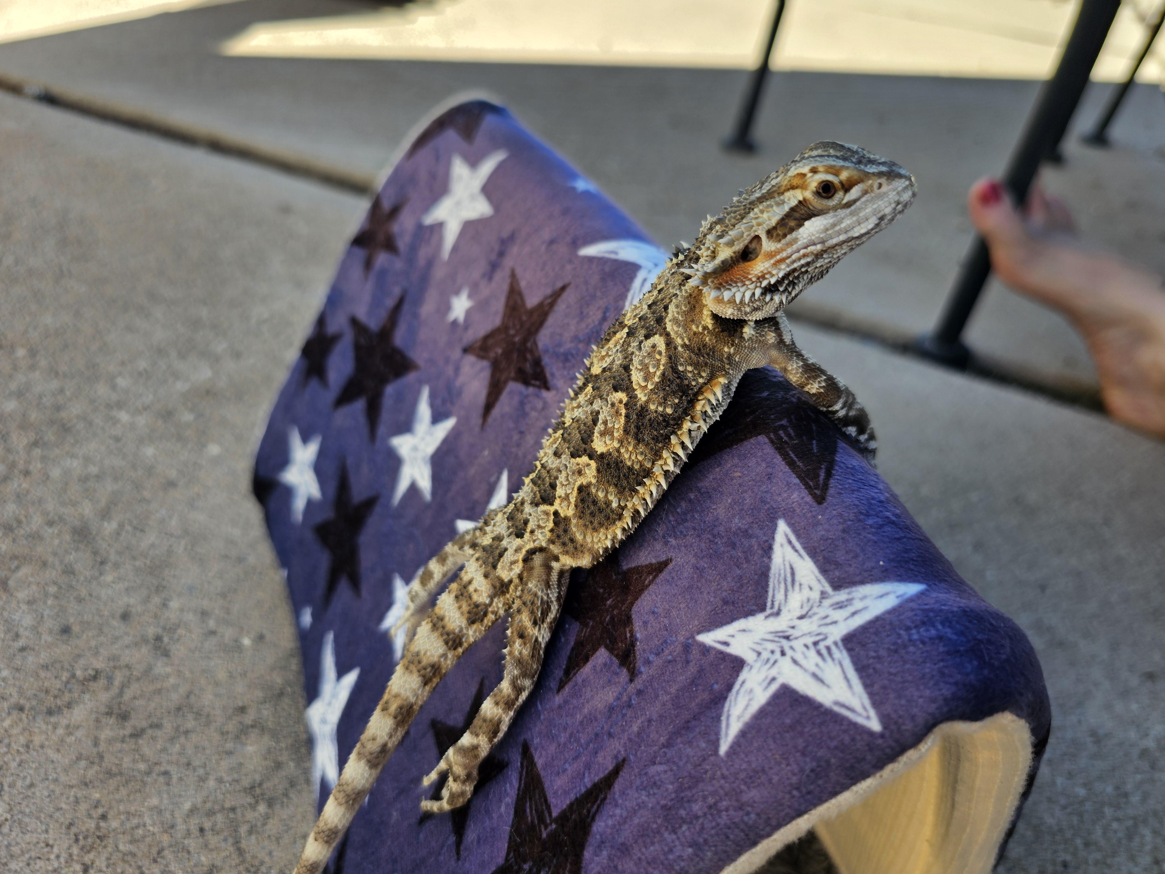 Enlarge Cookie Dough, an adoptable Bearded Dragon in Tucson, AZ image 4/5