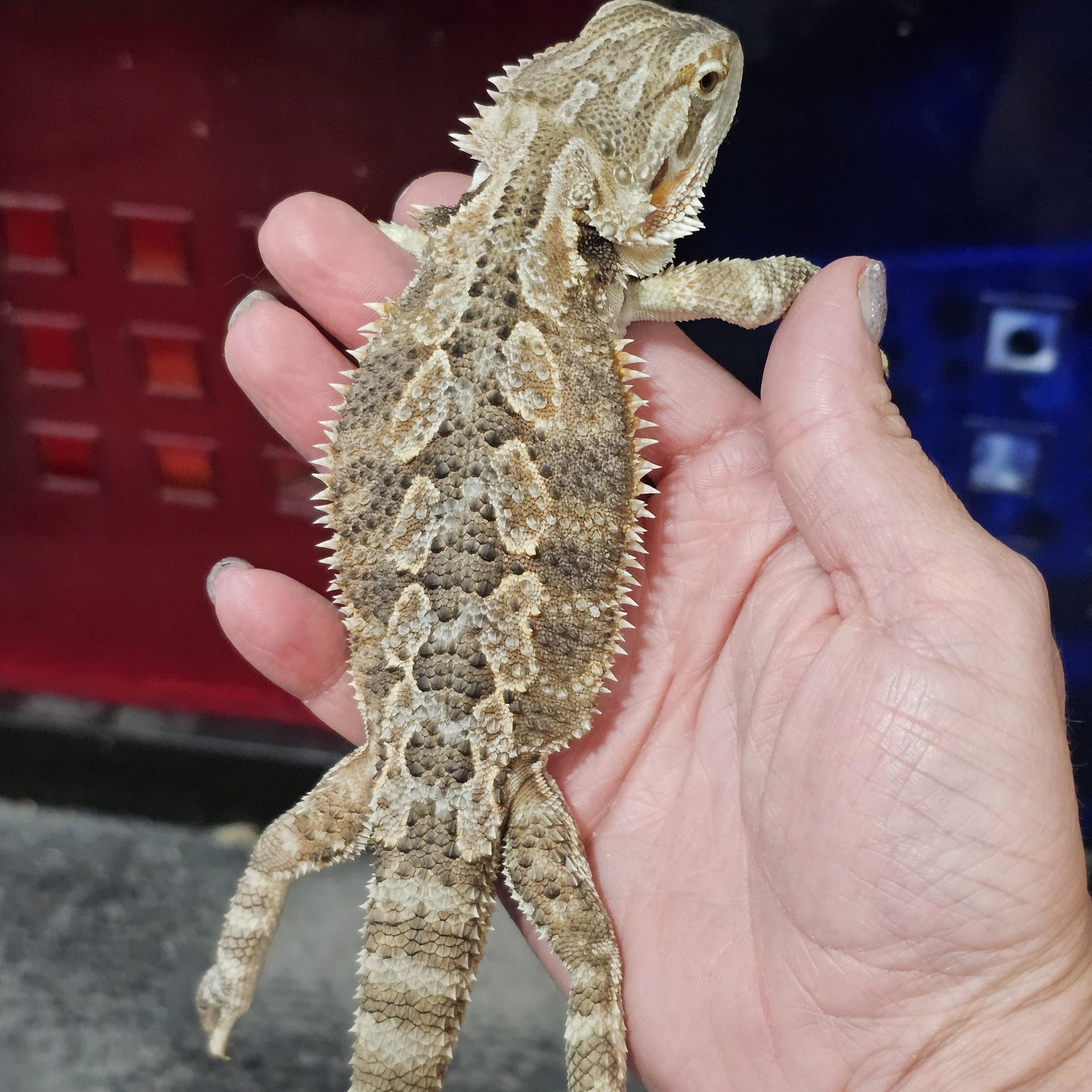 Enlarge Cookie Dough, an adoptable Bearded Dragon in Tucson, AZ image 5/5