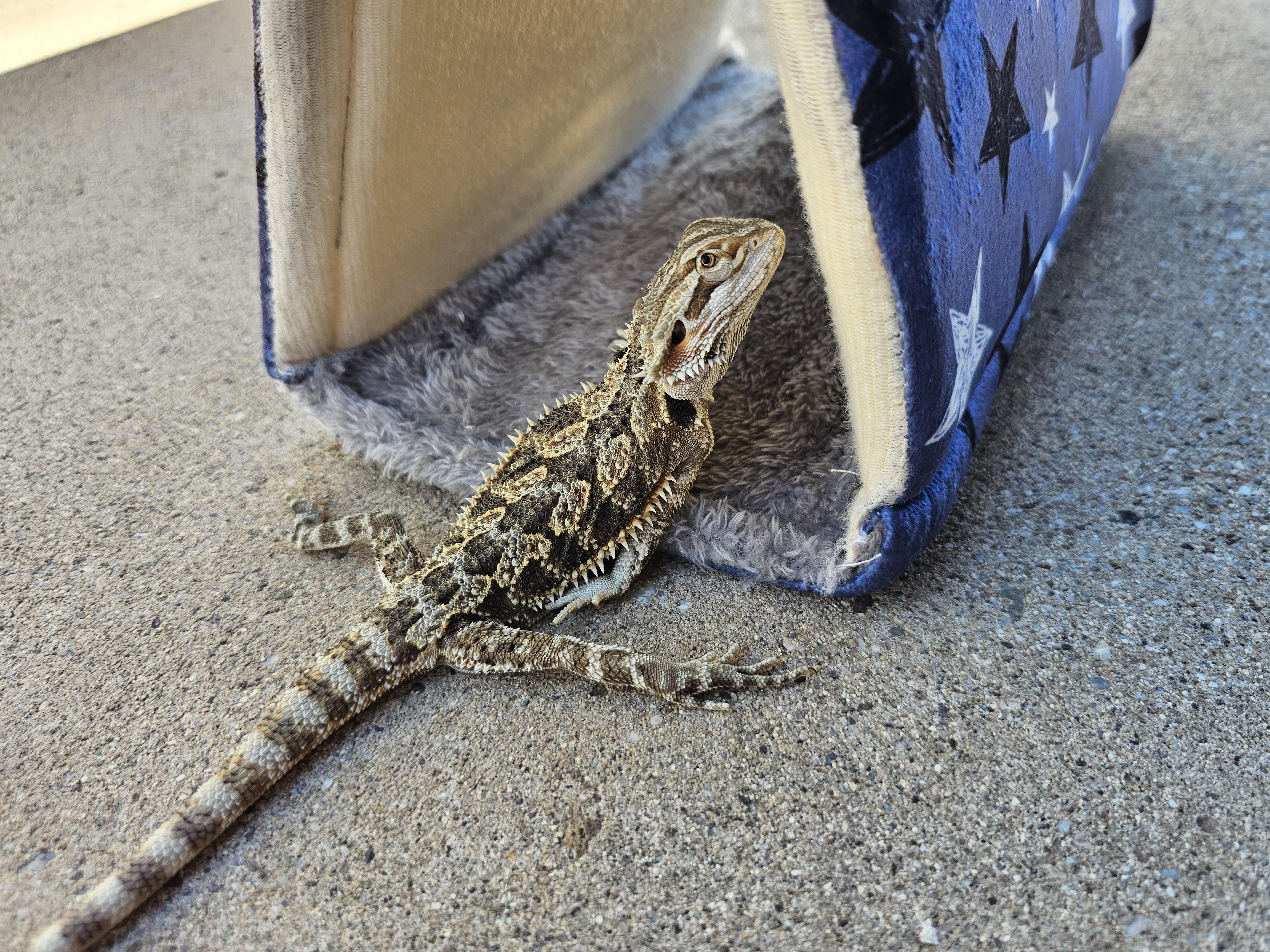 Enlarge Cookie Dough, an adoptable Bearded Dragon in Tucson, AZ image 1/5