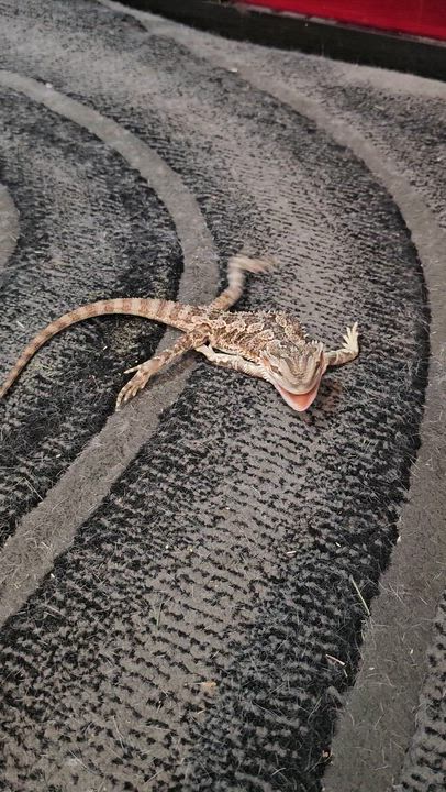 Enlarge Cookie Dough, an adoptable Bearded Dragon in Tucson, AZ video 2/5