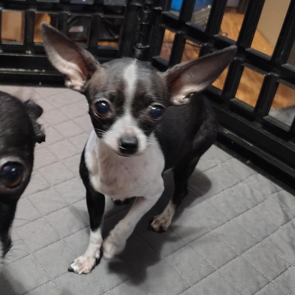 Victoria, an adopted Chihuahua in Wilmington, NC image 2/6