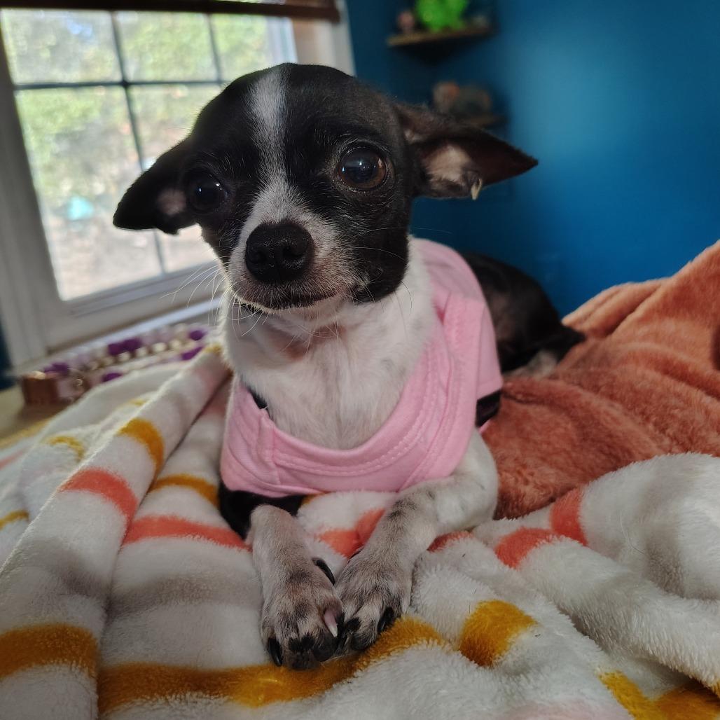 Victoria, an adopted Chihuahua in Wilmington, NC image 3/6