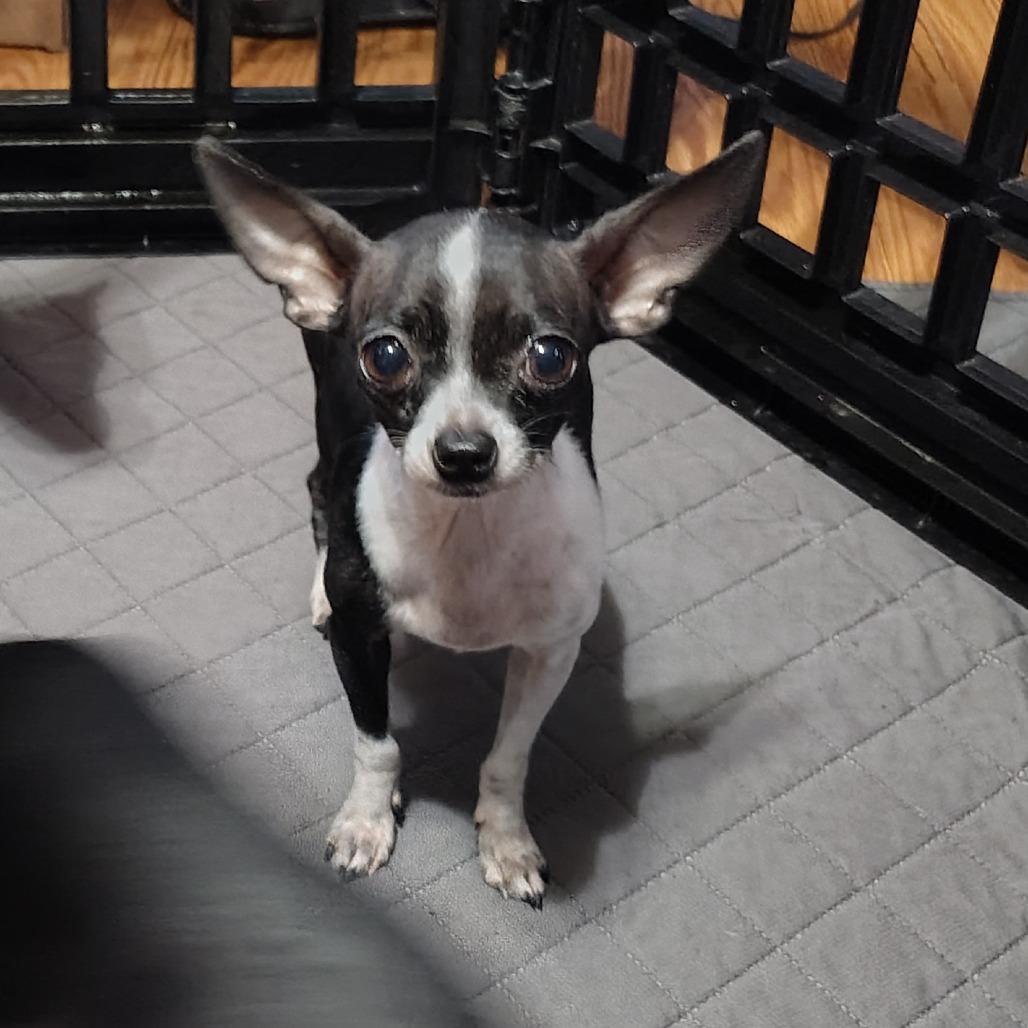 Victoria, an adopted Chihuahua in Wilmington, NC image 1/6