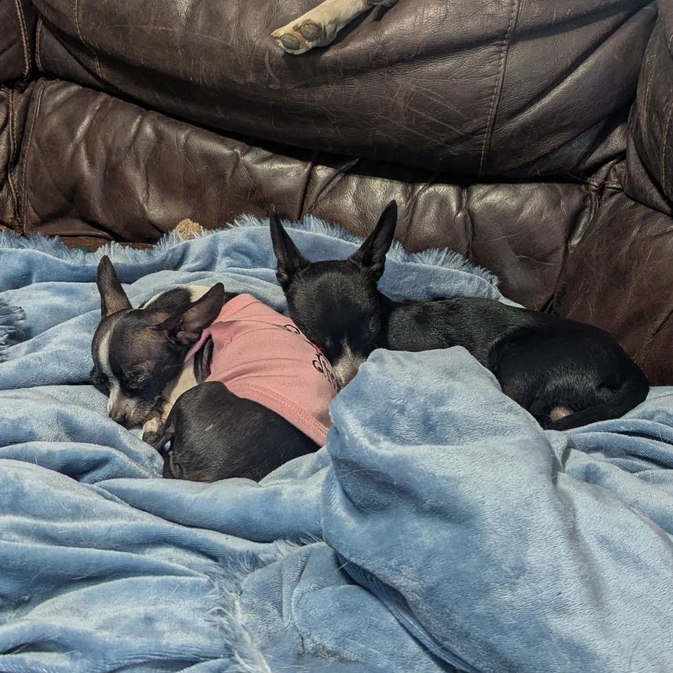 Victoria, an adopted Chihuahua in Wilmington, NC image 4/6