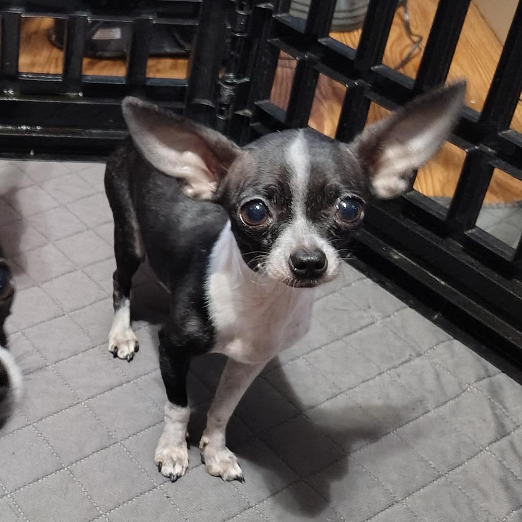 Victoria, an adopted Chihuahua in Wilmington, NC image 5/6