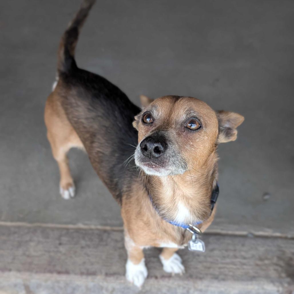 Clyde, Adoptable, Senior Male Chihuahua.