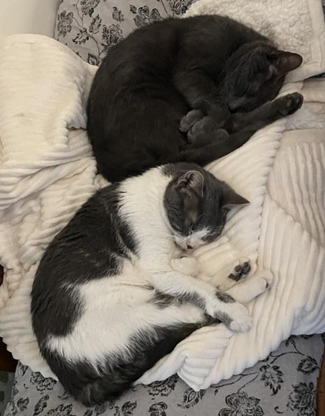 Olympia and Echo (Substantially discounted adoption fee), Adoptable, Adult Male Domestic Short Hair.