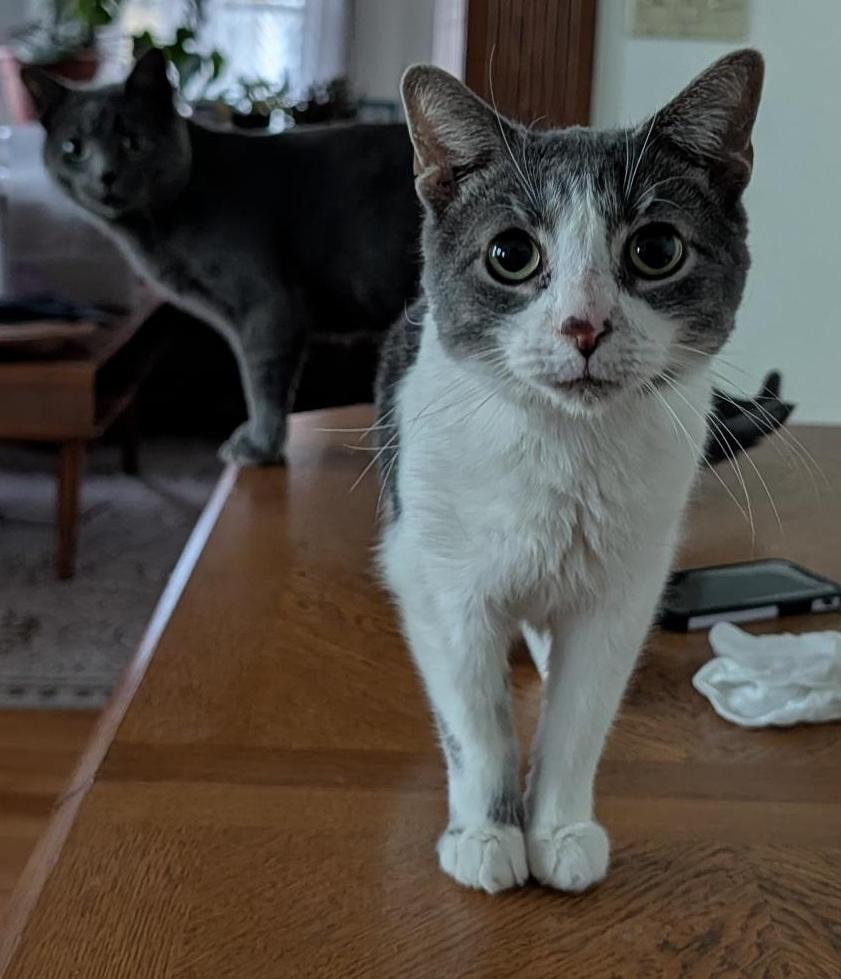 Enlarge Olympia and Echo (Substantially discounted adoption fee), a Adoptable Domestic Short Hair in Melrose, MA image 5/6