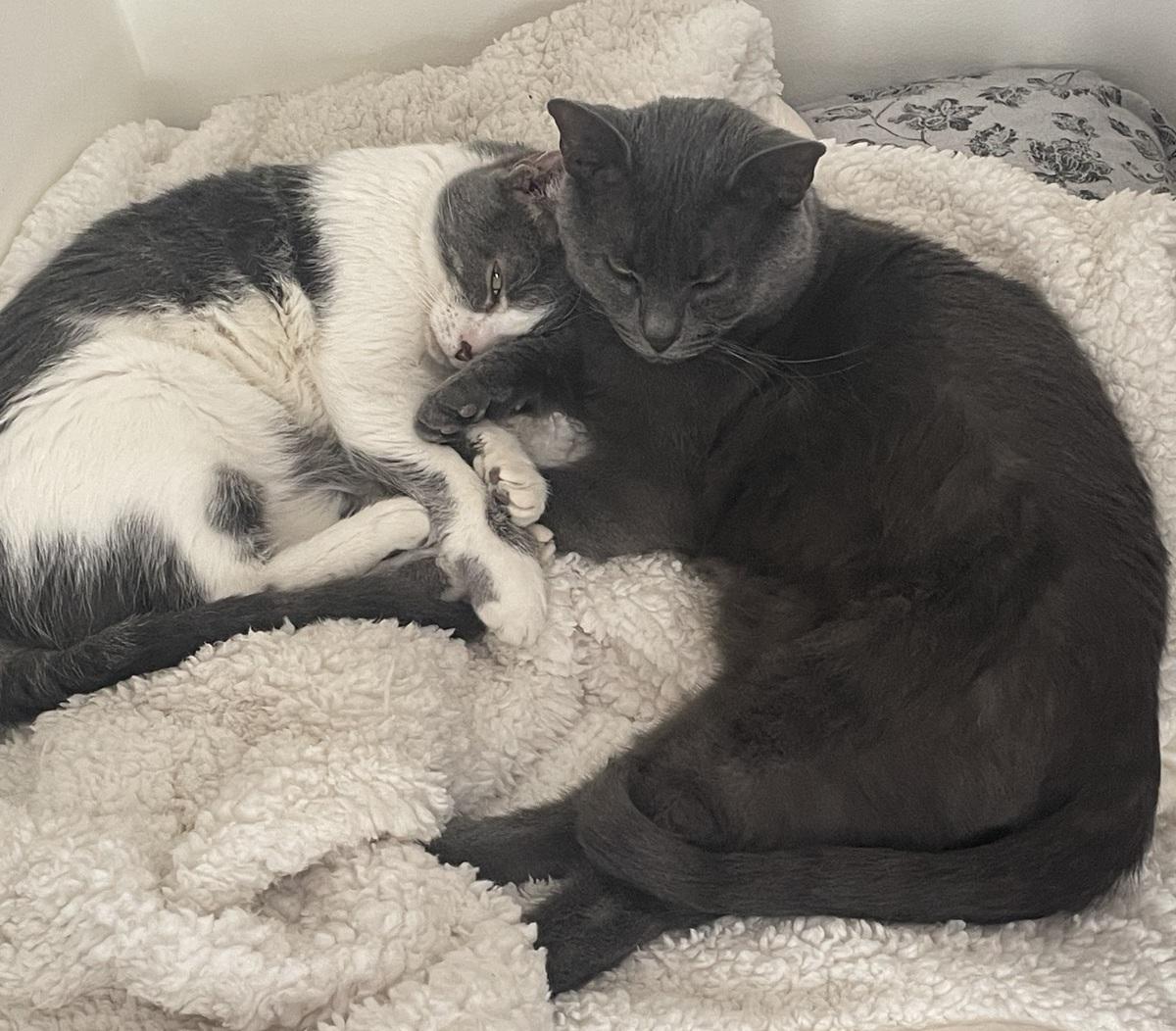 Enlarge Olympia and Echo (Substantially discounted adoption fee), a Adoptable Domestic Short Hair in Melrose, MA image 2/6
