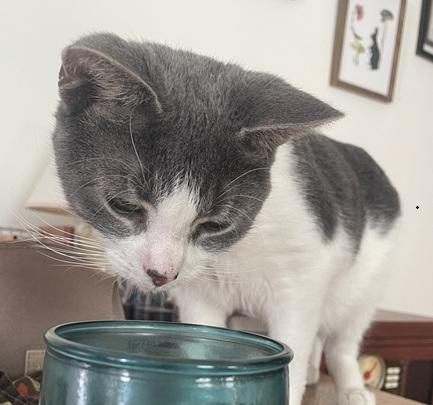 Enlarge Olympia and Echo (Substantially discounted adoption fee), a Adoptable Domestic Short Hair in Melrose, MA image 4/6