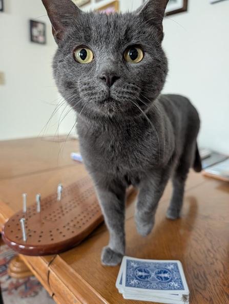 Enlarge Olympia and Echo (Substantially discounted adoption fee), a Adoptable Domestic Short Hair in Melrose, MA image 3/6