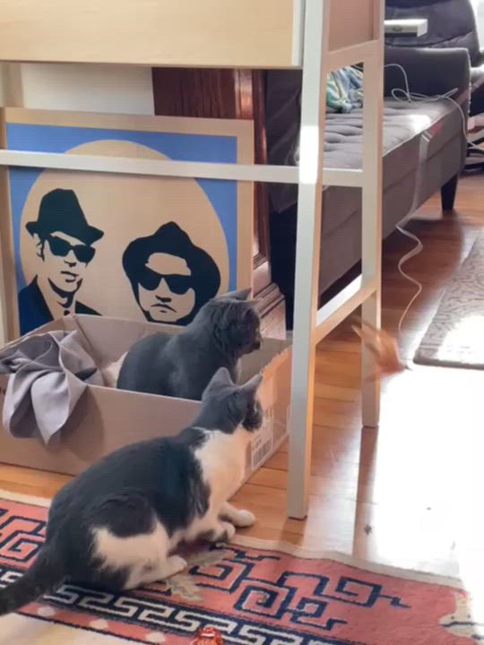 Enlarge Olympia and Echo (Substantially discounted adoption fee), a Adoptable Domestic Short Hair in Melrose, MA video 6/6