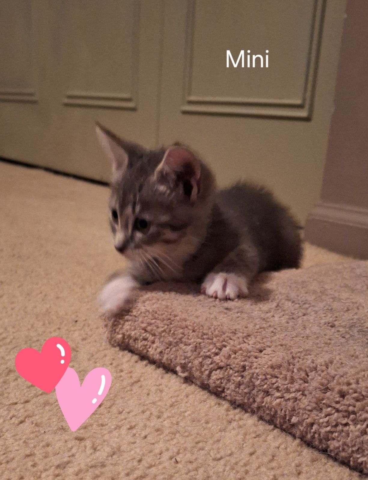 Cat for adoption Mini, a Domestic Short Hair in Turnersville, NJ Petfinder