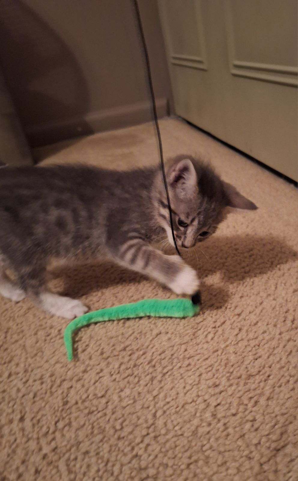 Cat for adoption Mini, a Domestic Short Hair in Turnersville, NJ