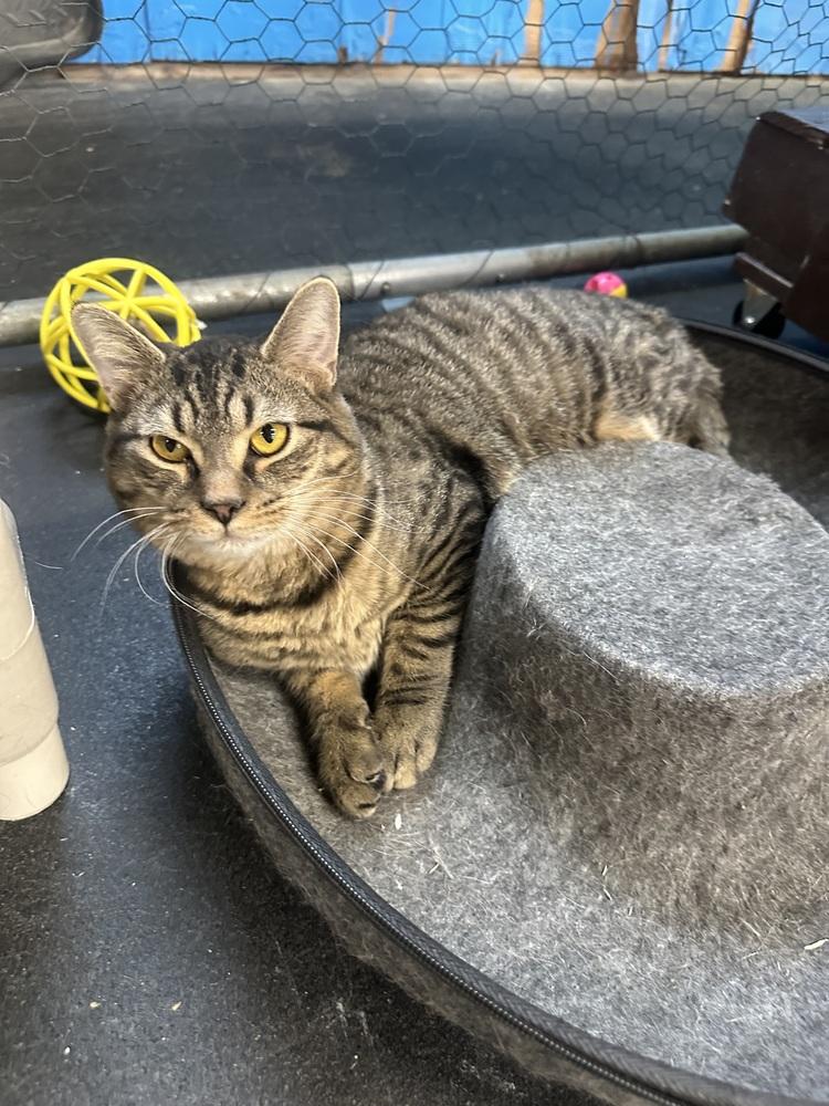 French Fry, Adoptable, Young Male Domestic Medium Hair.