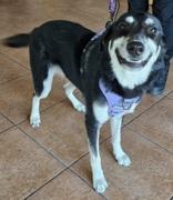 Bella, Adoptable, Adult Female Shepherd.