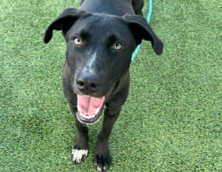 CUTTER, Adoptable, Young Male American Staffordshire Terrier & Mixed Breed.