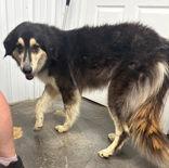Paige, ADOPTABLE, Adult Female Anatolian Shepherd.