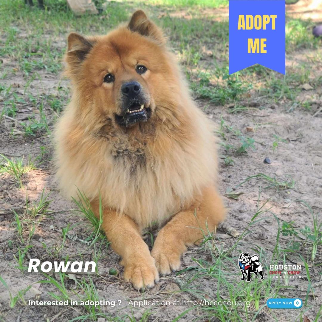 Rowan fka Teddy, a Adoptable Chow Chow in Houston, TX image 2/5