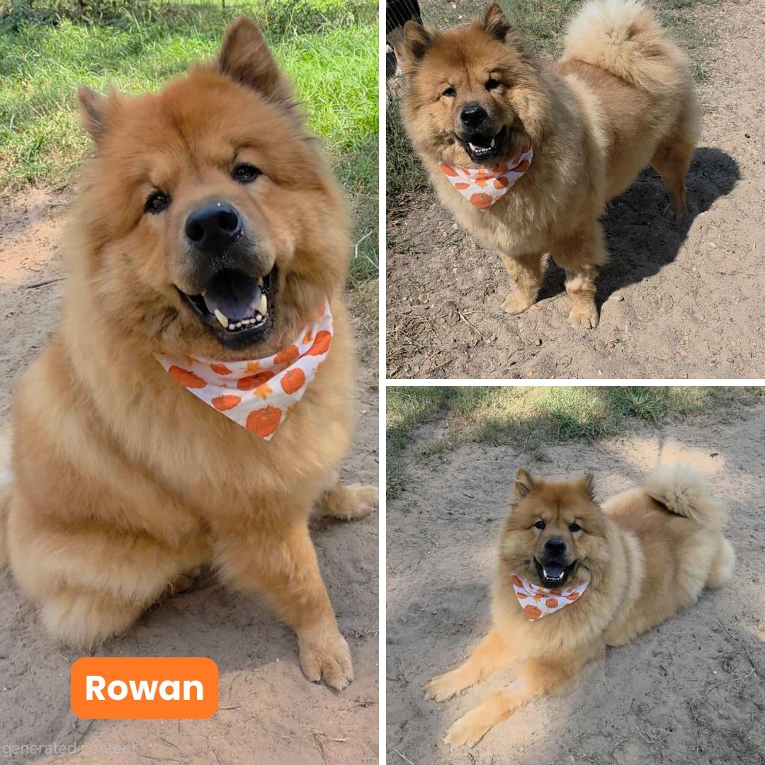 Rowan fka Teddy, a Adoptable Chow Chow in Houston, TX image 3/5