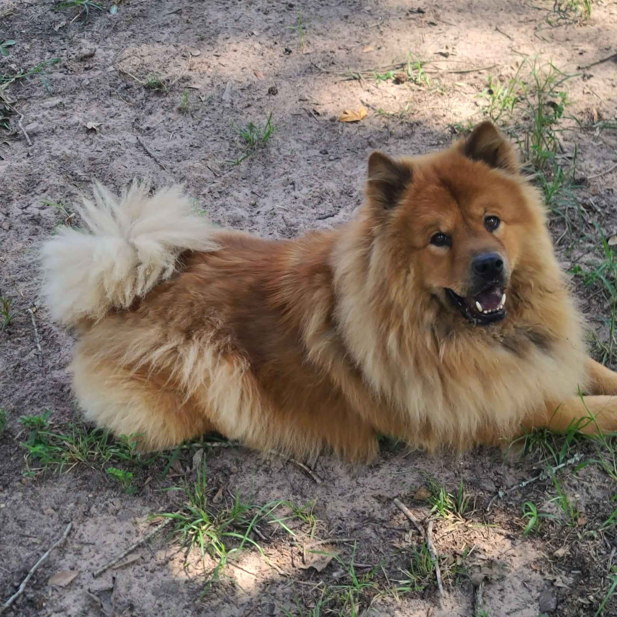 Rowan fka Teddy, a Adoptable Chow Chow in Houston, TX image 5/5