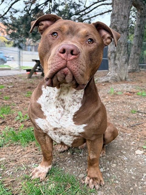 Enlarge CHULO, a Adoptable American Bulldog in Toronto, ON image 1/1