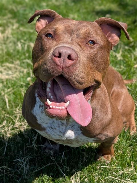 Enlarge CHULO, a Adoptable American Bulldog in Toronto, ON image 1/1