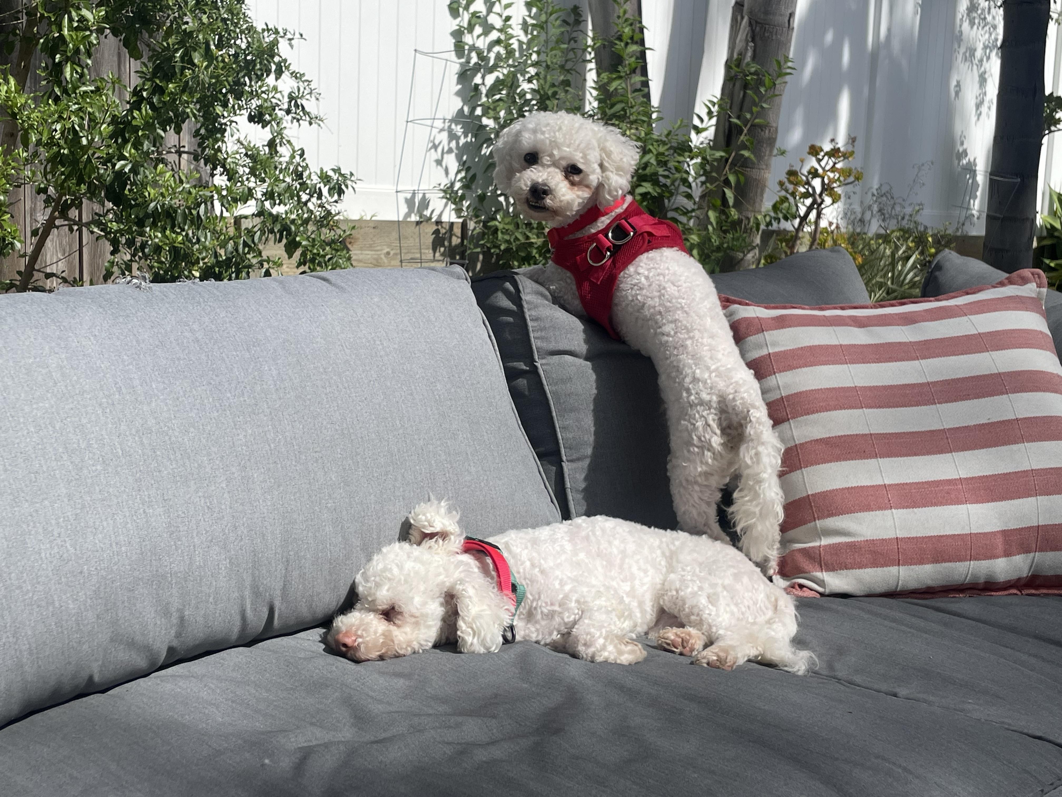 Enlarge Mannerly Monty & Mischievous Mikey  , a ADOPTABLE Maltipoo in Carlsbad, CA image 2/3