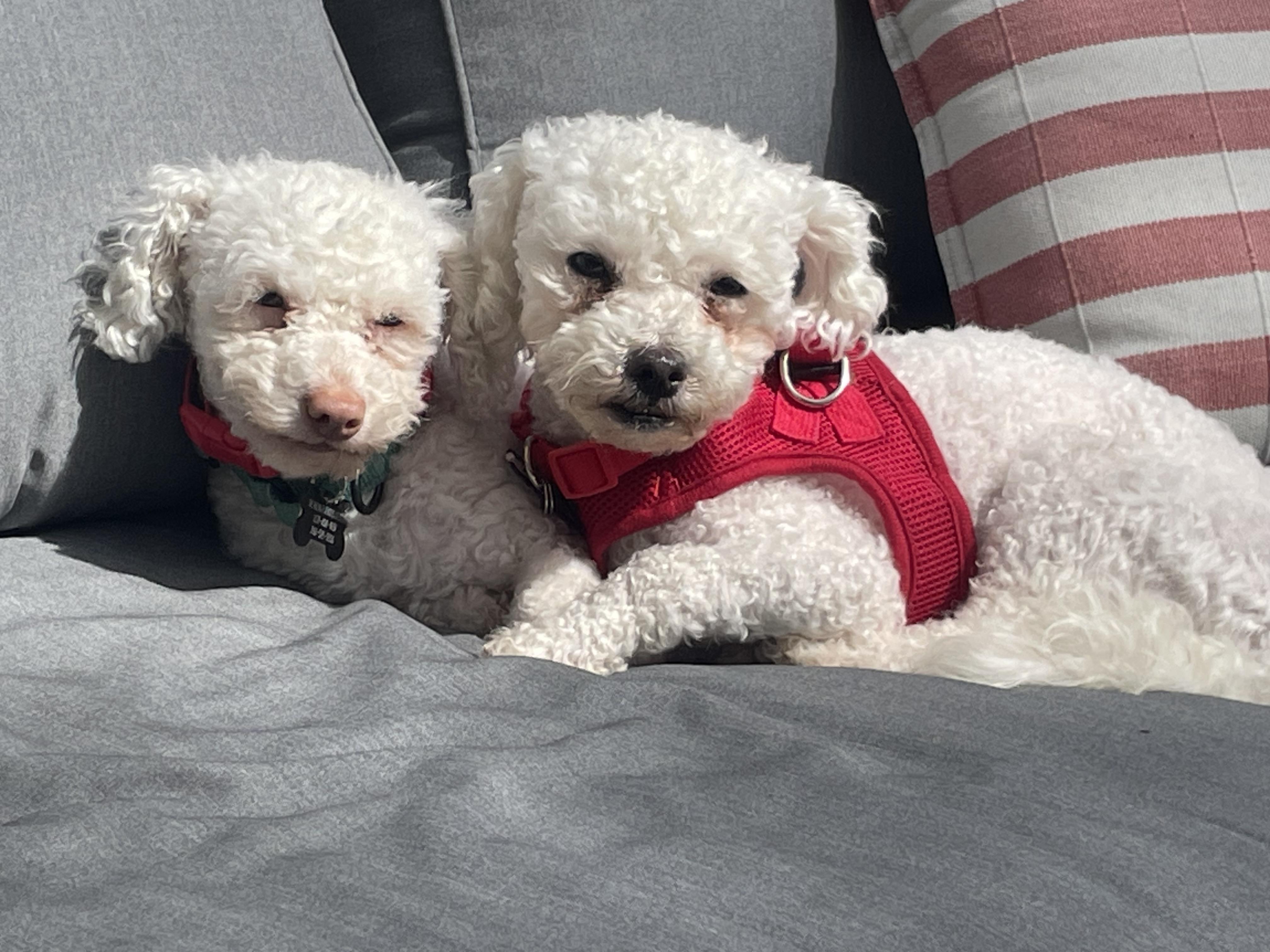 Mannerly Monty & Mischievous Mikey , ADOPTABLE, Young Male Maltipoo.