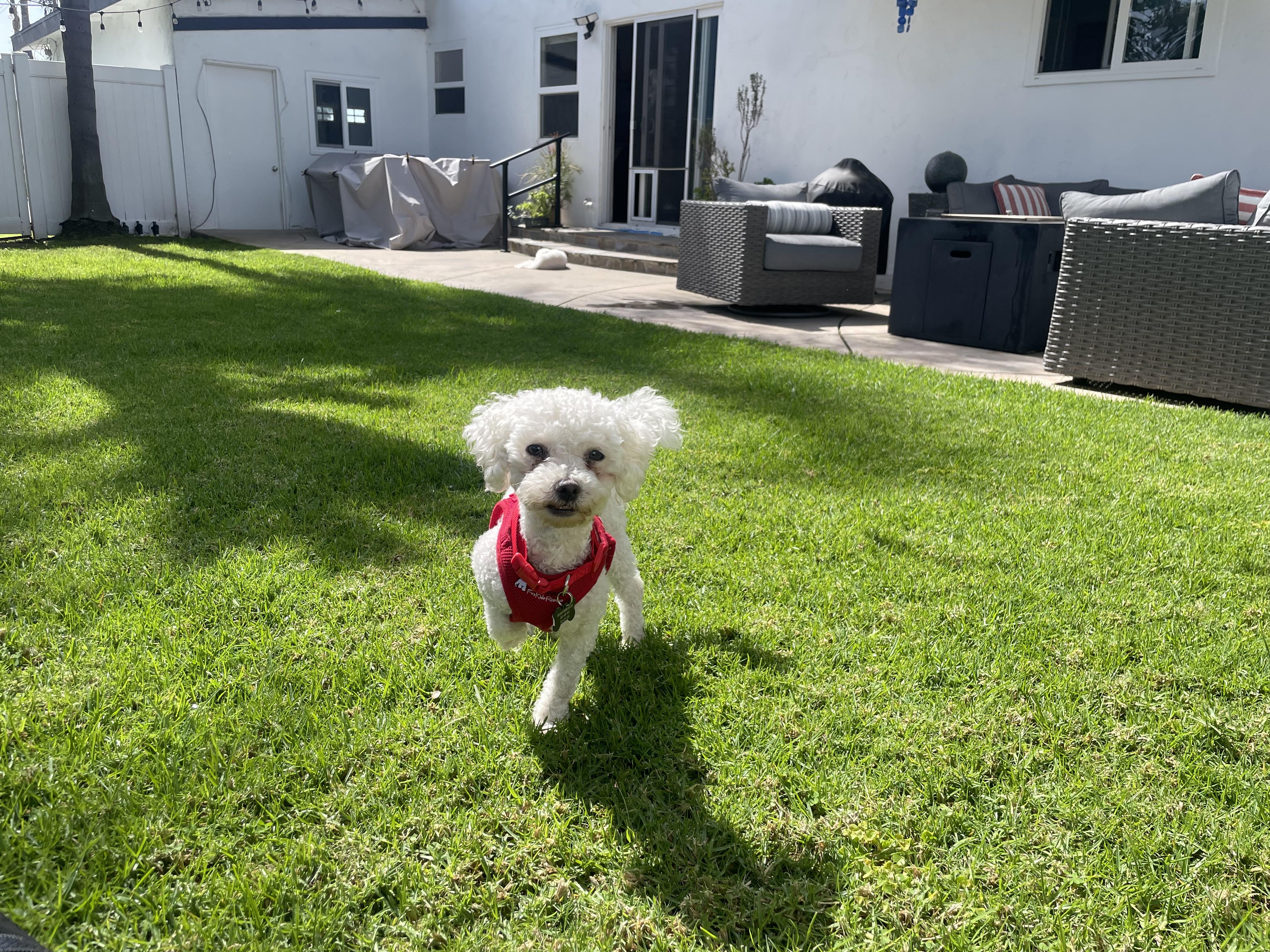 Enlarge Mannerly Monty & Mischievous Mikey  , a ADOPTABLE Maltipoo in Carlsbad, CA image 3/3