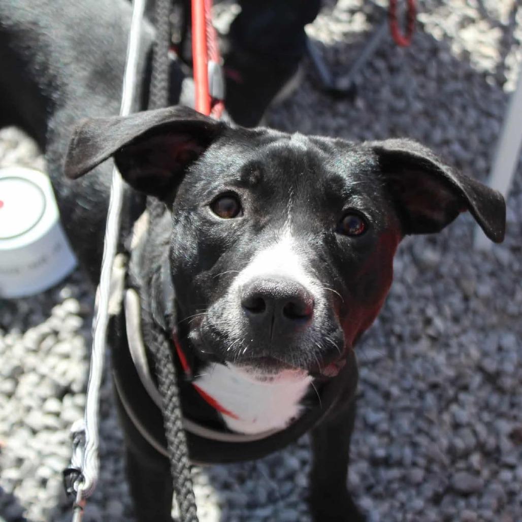 Enlarge Chance, a Adoptable Mixed Breed in Lima, OH image 3/6