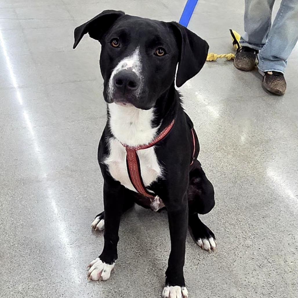 Enlarge Chance, a Adoptable Mixed Breed in Lima, OH image 4/6