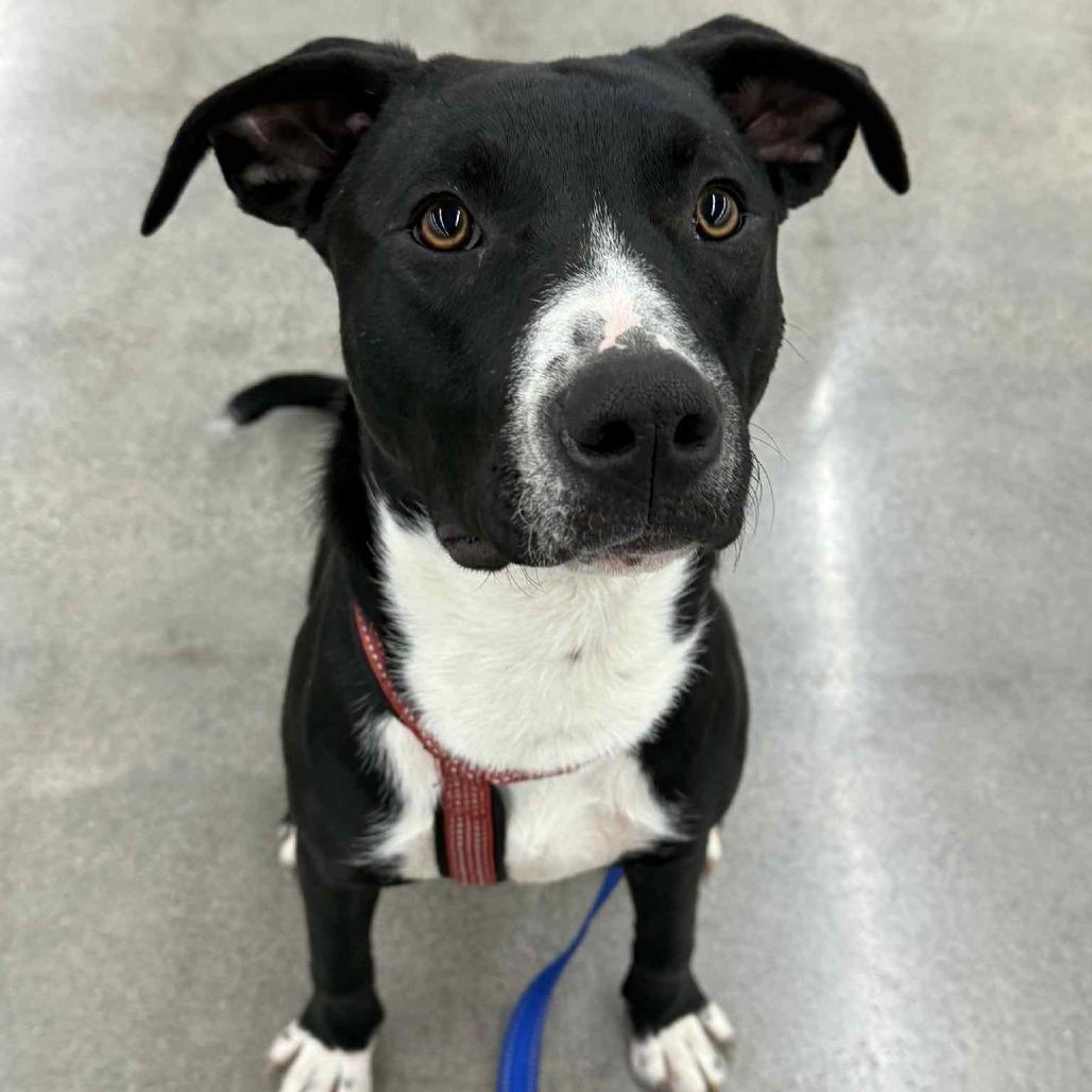 Enlarge Chance, a Adoptable Mixed Breed in Lima, OH image 5/6