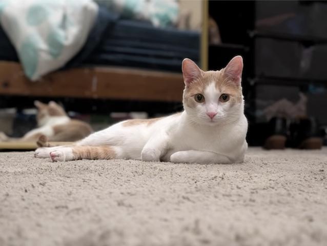 Enlarge Juno, a ADOPTABLE Domestic Short Hair in Denver, CO image 2/2