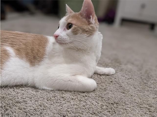 Juno, ADOPTABLE, Young Male Domestic Short Hair.