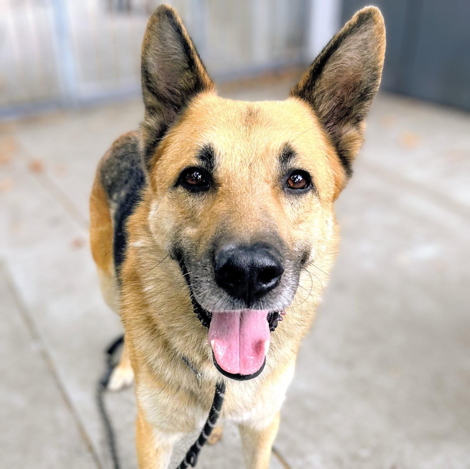 Enlarge Jairo, a Adoptable German Shepherd Dog in Oakland, CA image 1/3