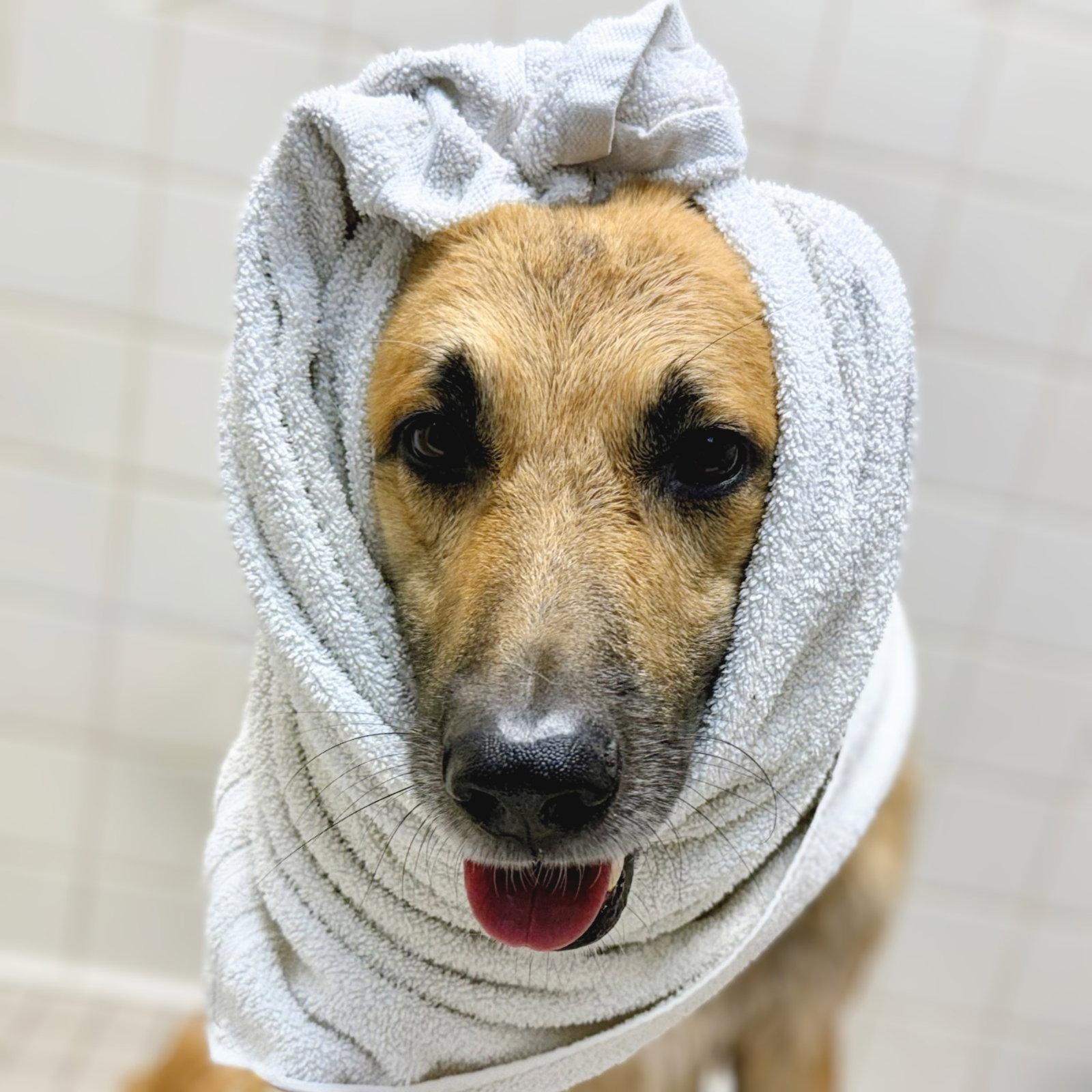 Enlarge Jairo, a Adoptable German Shepherd Dog in Oakland, CA image 2/3