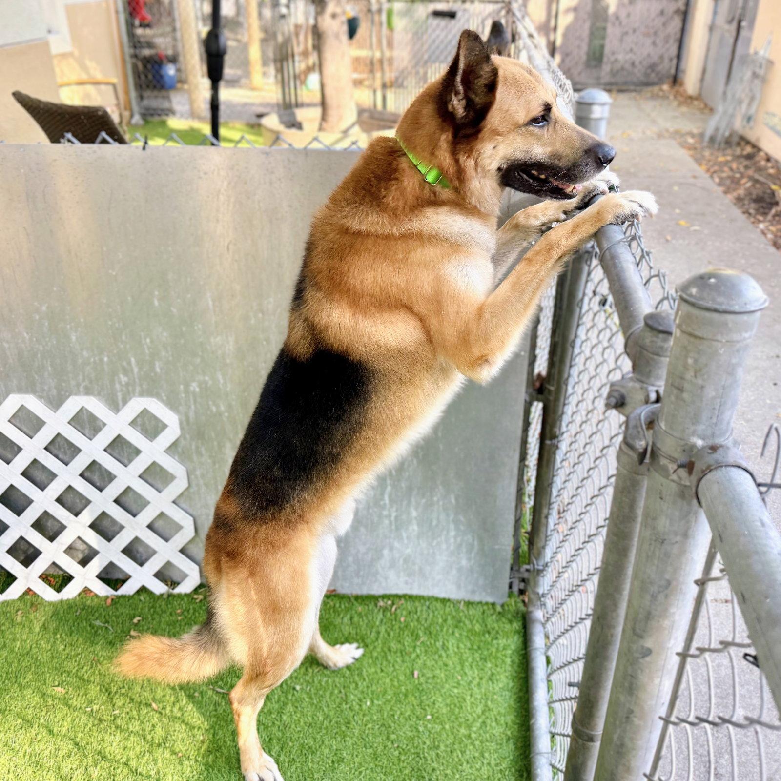 Enlarge Jairo, a Adoptable German Shepherd Dog in Oakland, CA image 3/3
