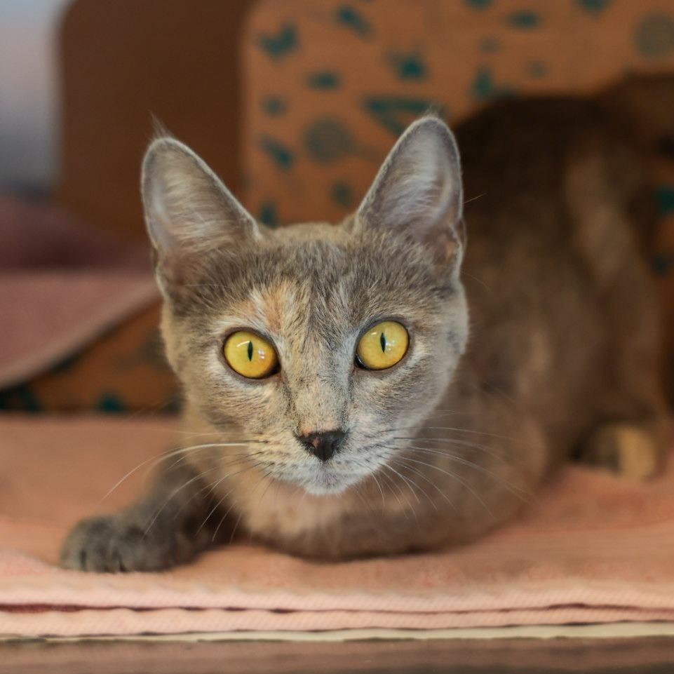 Coppertone, Adoptable, Young Female Domestic Short Hair.