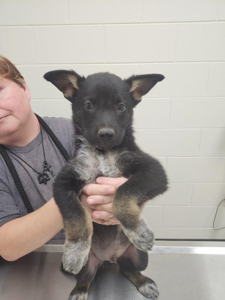 Enlarge Natural / Drought / AC 27781 E, a Adoptable mixed breed in Greeneville, TN image 1/1