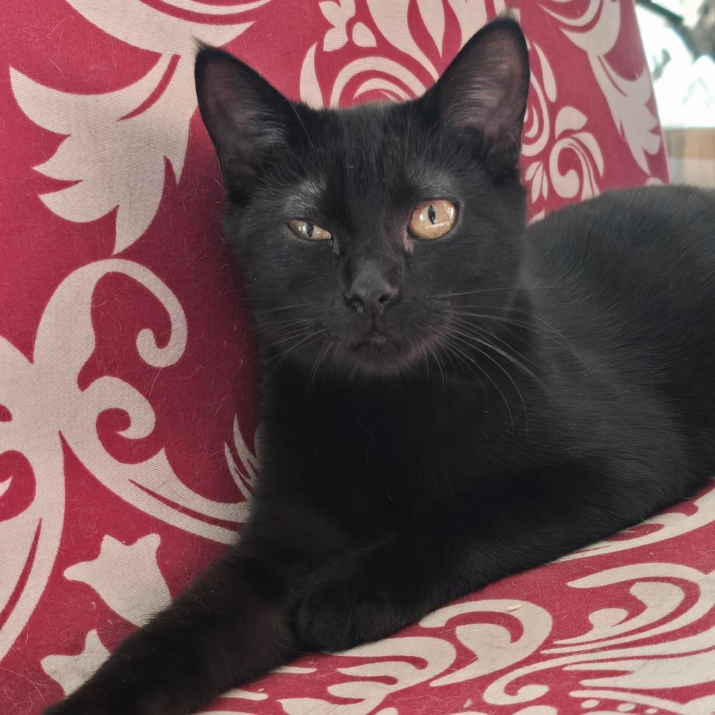 Enlarge Nightshade, a Adoptable Domestic Short Hair in Fort Worth, TX image 1/6