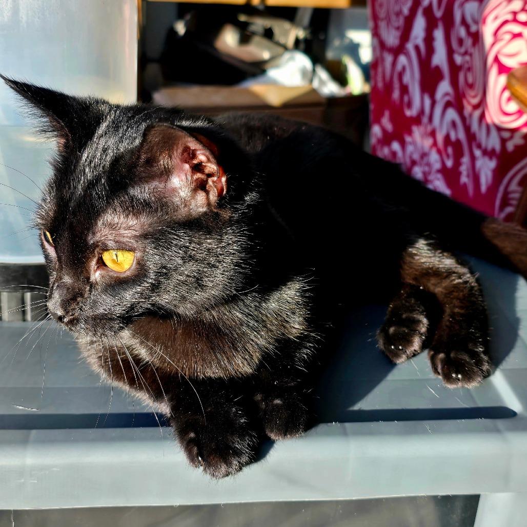 Enlarge Nightshade, a Adoptable Domestic Short Hair in Fort Worth, TX image 2/6