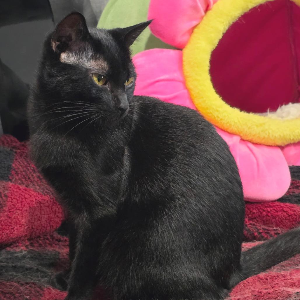 Enlarge Nightshade, a Adoptable Domestic Short Hair in Colorado Springs , CO image 2/5