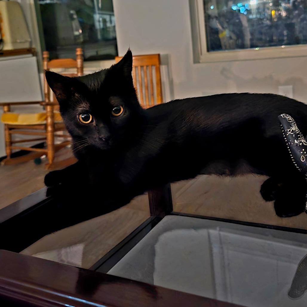 Enlarge Nightshade, a Adoptable Domestic Short Hair in Fort Worth, TX image 4/6