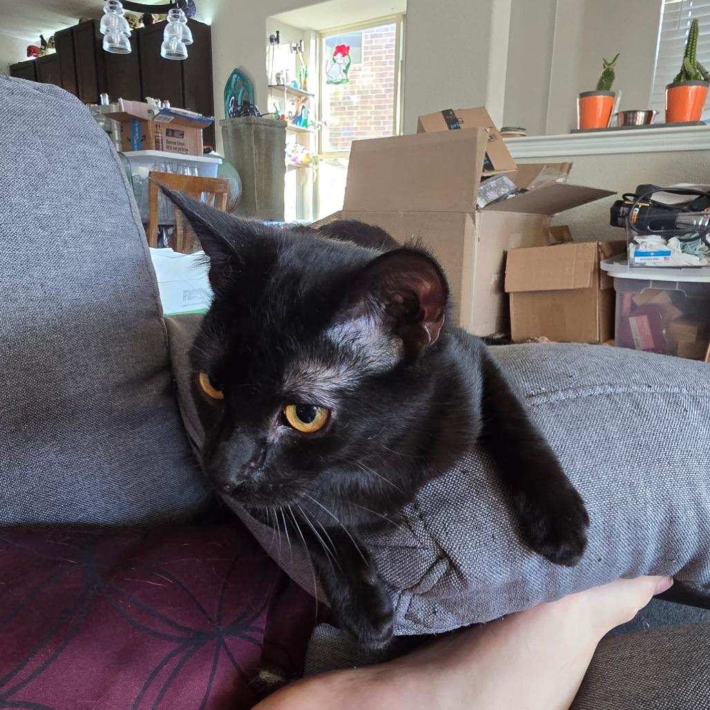 Enlarge Nightshade, a Adoptable Domestic Short Hair in Fort Worth, TX image 6/6