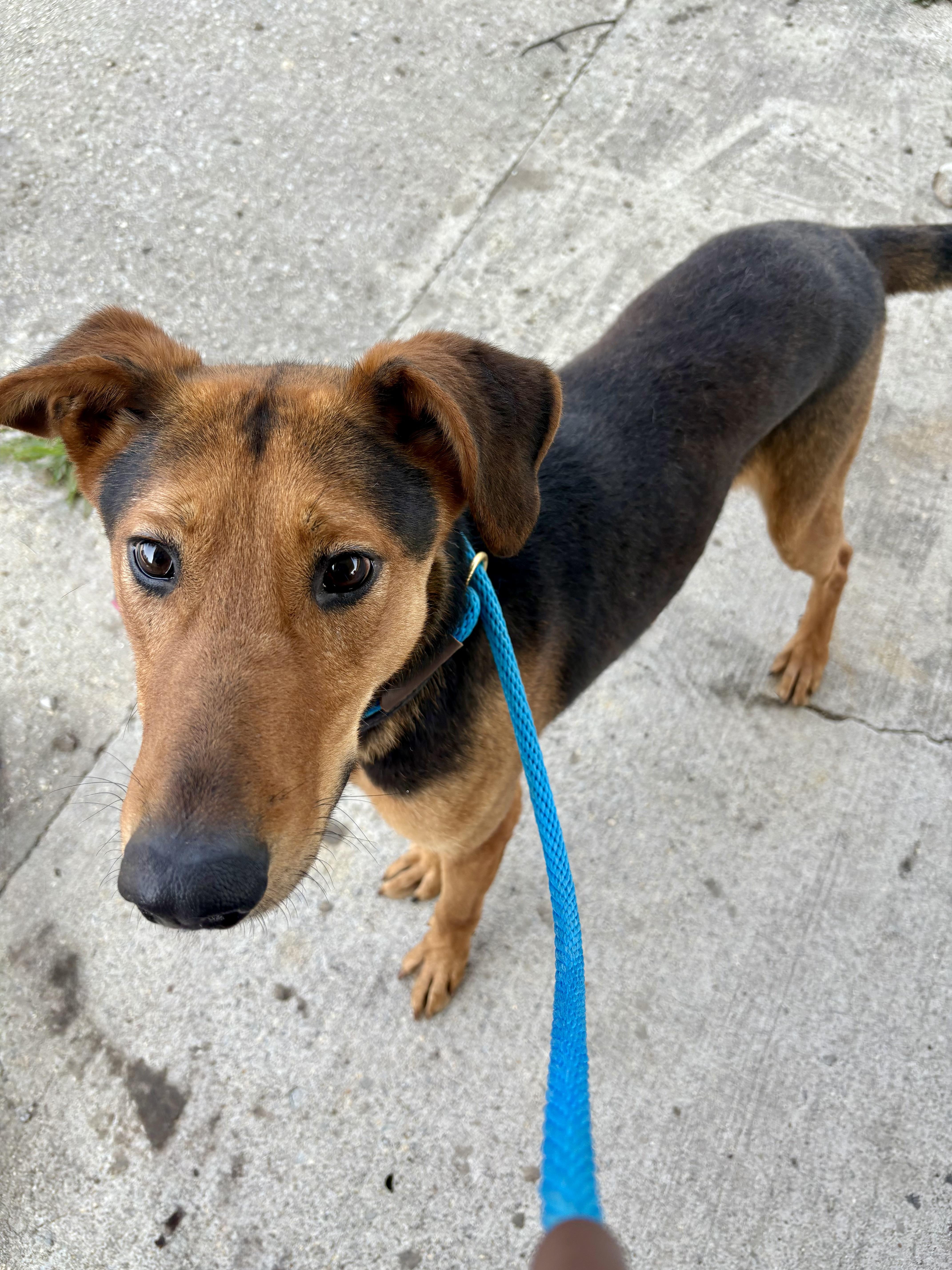 Ryder , ADOPTABLE, Adult Male German Shepherd Dog.