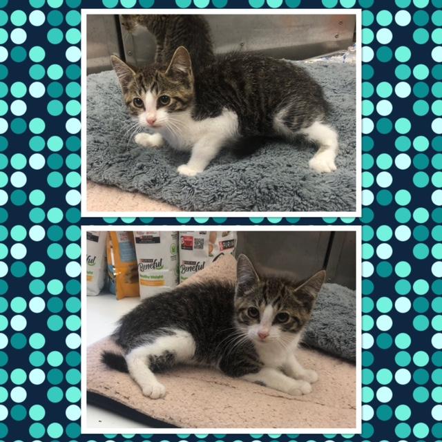 BALERION, ADOPTABLE, Kitten Male Domestic Short Hair.