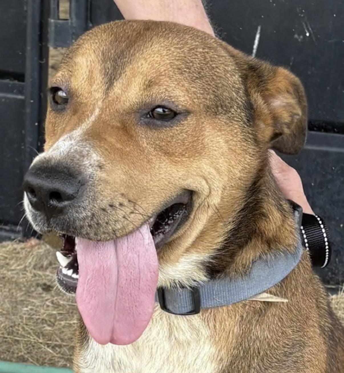 Enlarge Samantha, a Adoptable mixed breed in Watertown, CT image 4/4