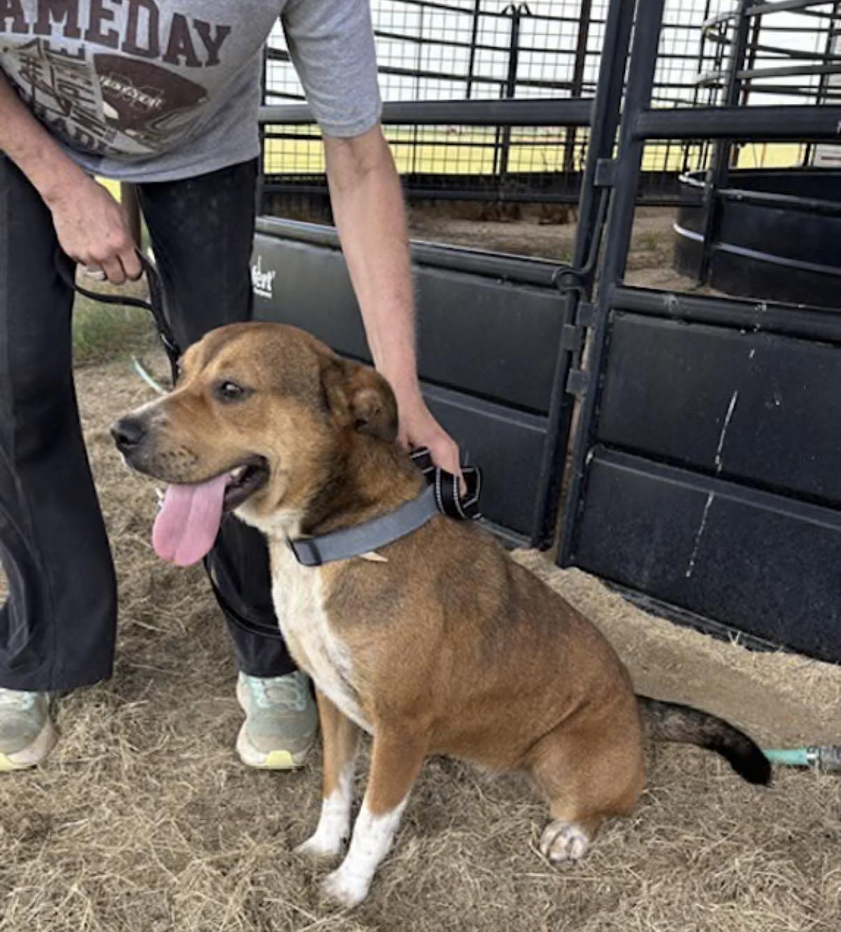 Enlarge Samantha, a Adoptable mixed breed in Watertown, CT image 3/4