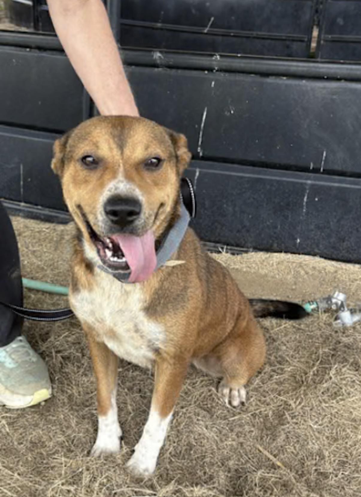 Enlarge Samantha, a Adoptable mixed breed in Watertown, CT image 1/4